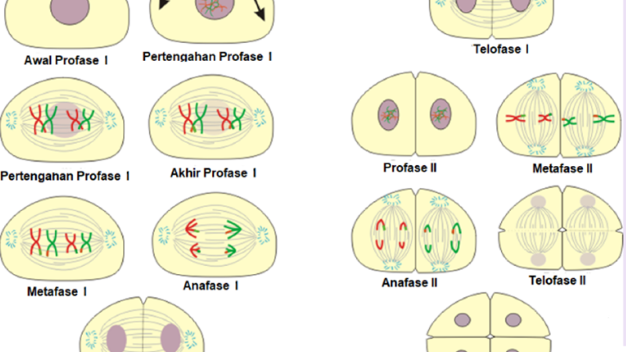 Detail Gambar Pembelahan Meiosis 1 Nomer 16