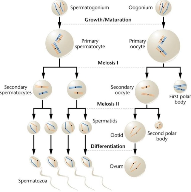 Detail Gambar Pembelahan Meiosis 1 Nomer 20