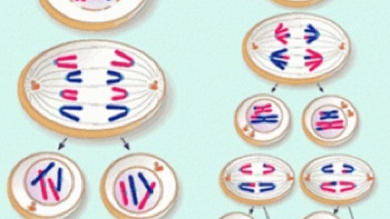 Detail Gambar Pembelahan Meiosis 1 Nomer 35