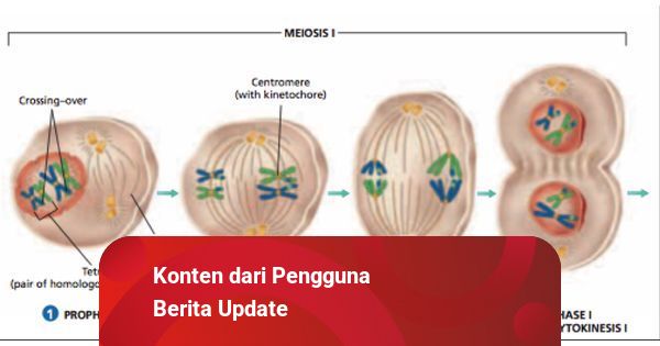 Detail Gambar Pembelahan Meiosis 1 Nomer 43