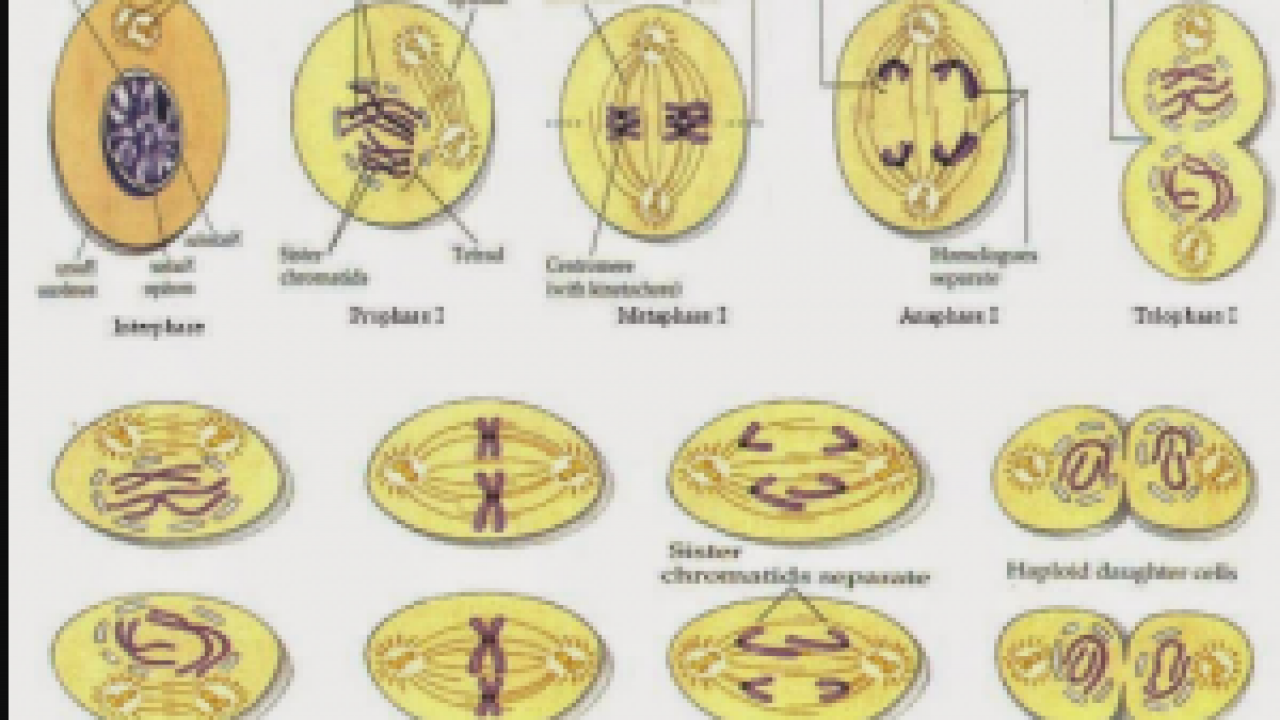 Detail Gambar Pembelahan Meiosis 1 Nomer 48