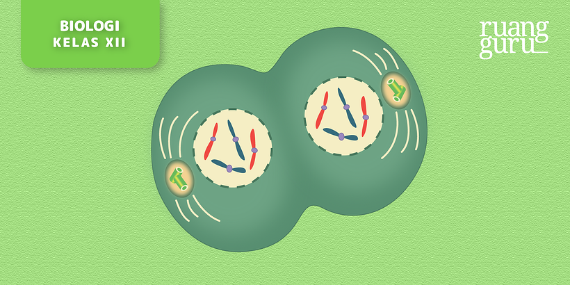 Detail Gambar Pembelahan Meiosis 1 Nomer 54