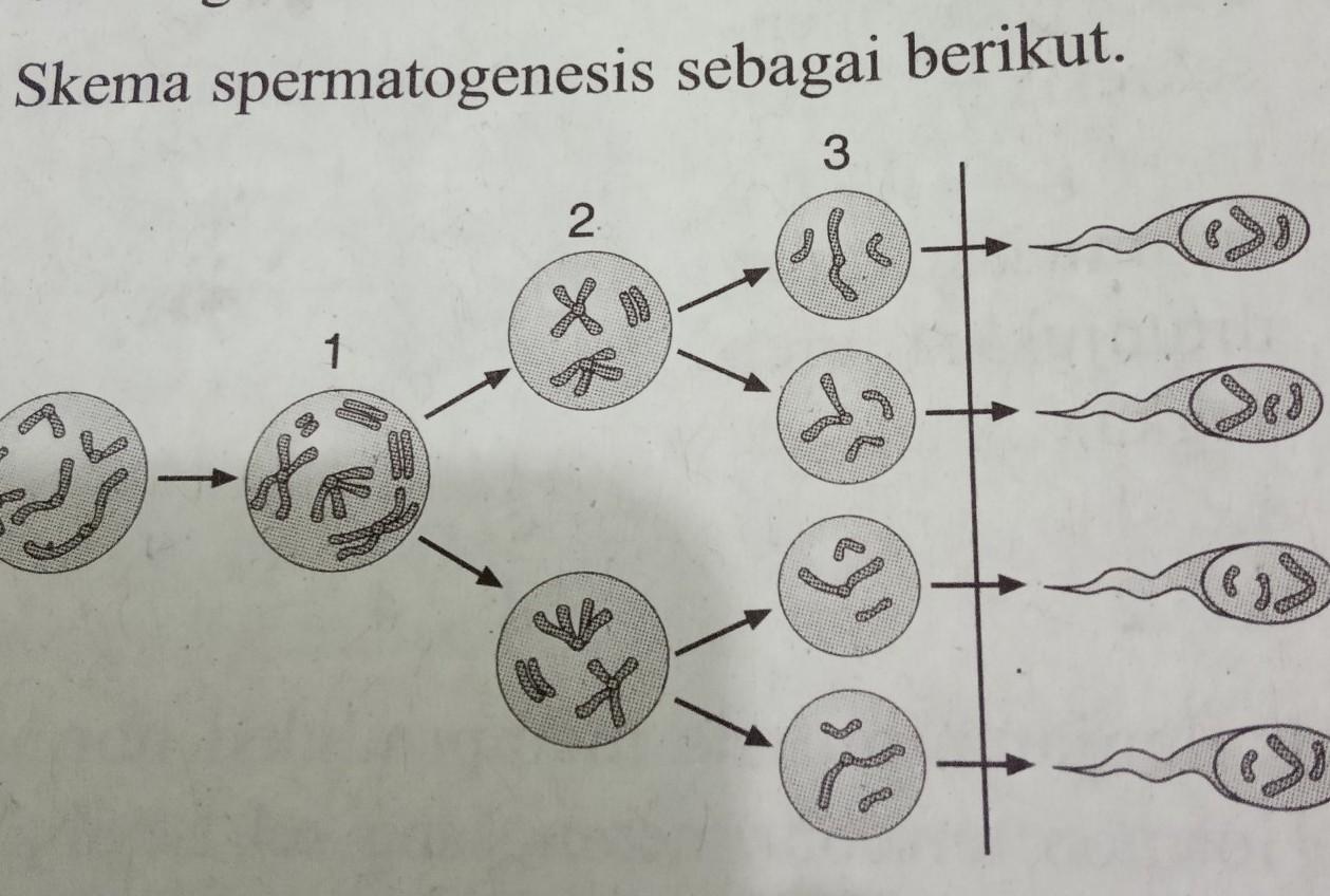 Detail Gambar Pembelahan Meiosis 1 Nomer 56