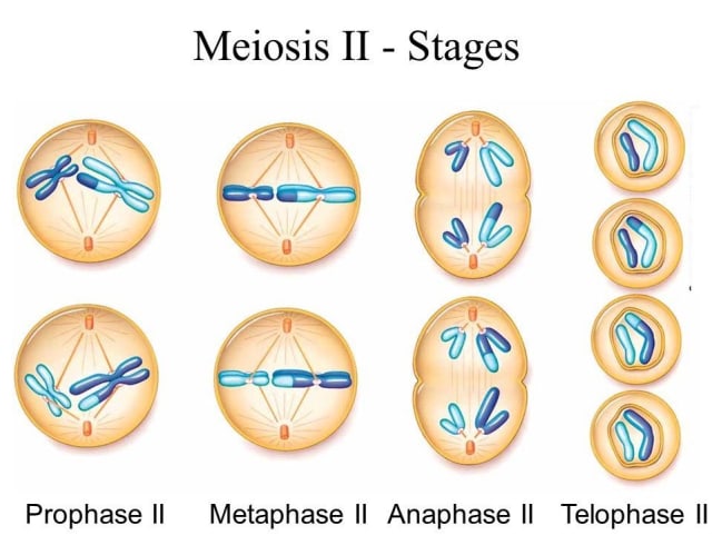 Gambar Pembelahan Meiosis 2 - KibrisPDR