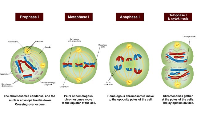 Detail Gambar Pembelahan Meiosis 2 Nomer 22