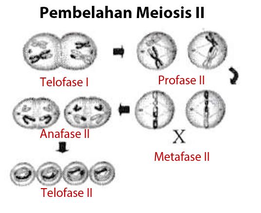 Detail Gambar Pembelahan Meiosis 2 Nomer 23