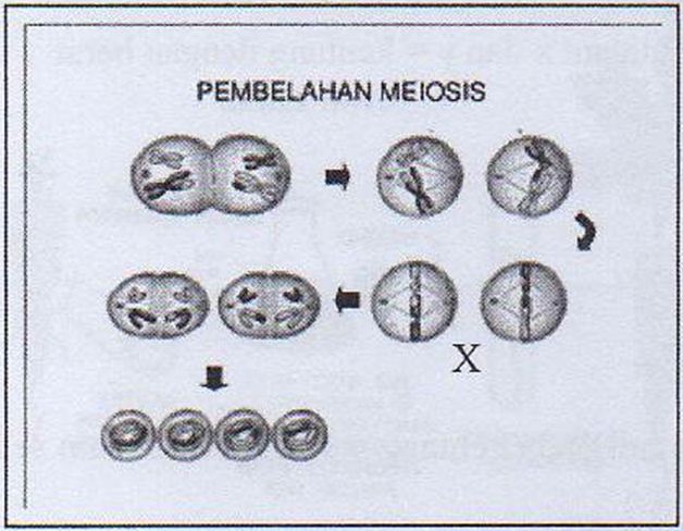 Detail Gambar Pembelahan Meiosis 2 Nomer 25