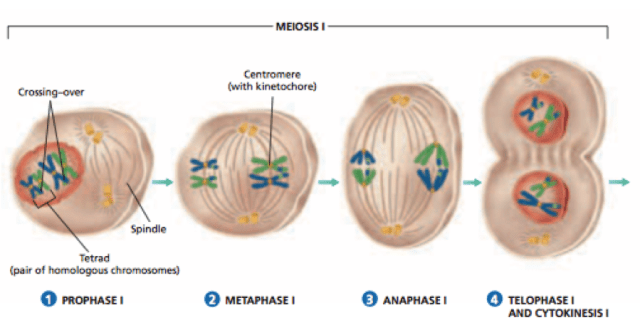 Detail Gambar Pembelahan Meiosis 2 Nomer 4