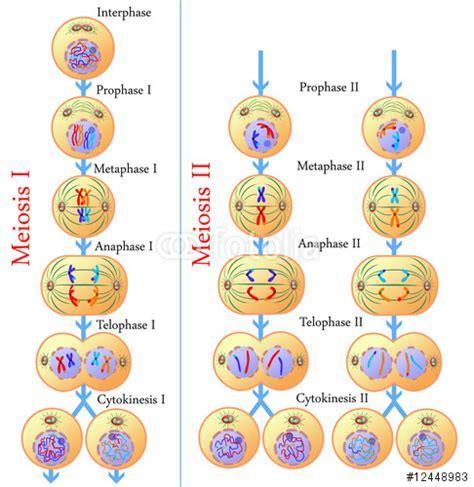 Detail Gambar Pembelahan Meiosis 2 Nomer 33