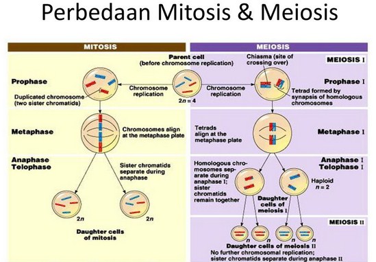 Detail Gambar Pembelahan Meiosis 2 Nomer 36