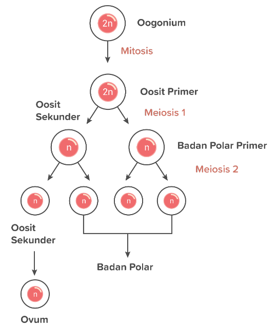 Detail Gambar Pembelahan Meiosis 2 Nomer 49