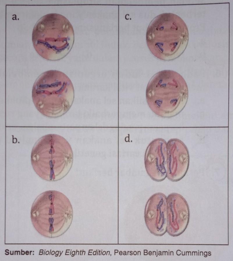 Detail Gambar Pembelahan Meiosis 2 Nomer 51