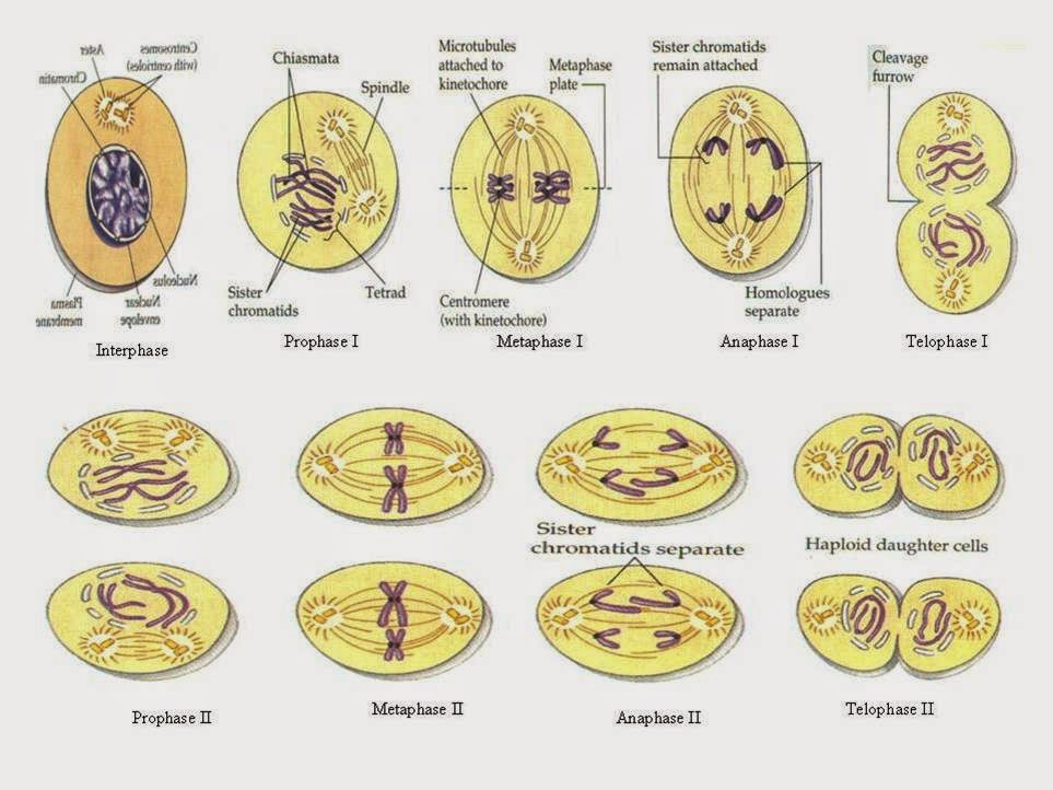 Detail Gambar Pembelahan Meiosis Nomer 24