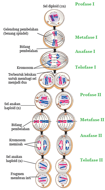 Detail Gambar Pembelahan Meiosis Nomer 29