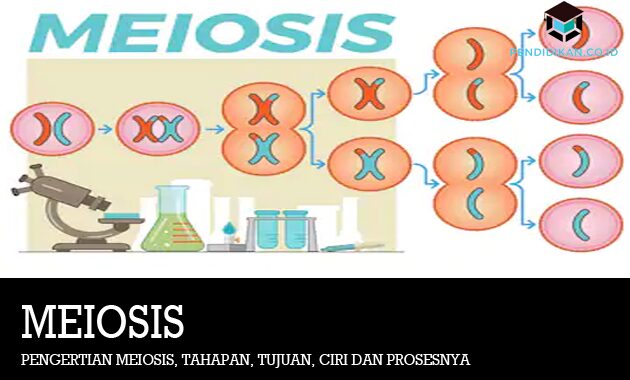 Detail Gambar Pembelahan Meiosis Nomer 40