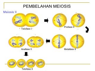 Detail Gambar Pembelahan Meiosis Nomer 53