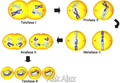 Detail Gambar Pembelahan Meiosis Nomer 55