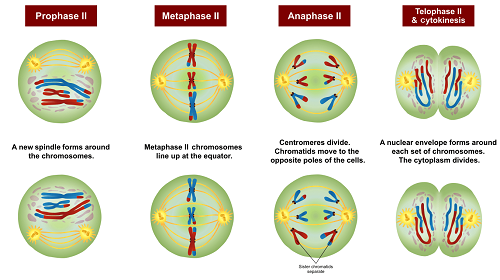 Detail Gambar Pembelahan Meiosis Nomer 56