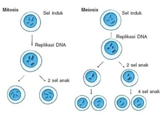 Gambar Pembelahan Meiosis Dan Mitosis - KibrisPDR