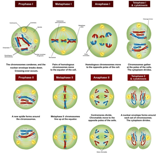 Detail Gambar Pembelahan Meiosis Dan Mitosis Nomer 12