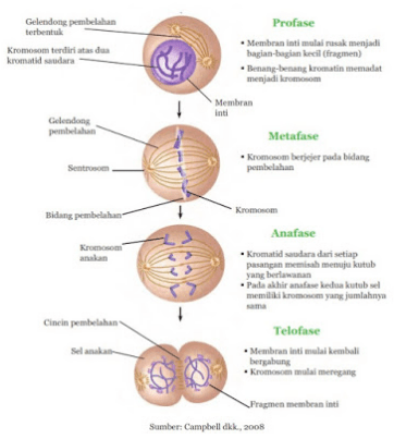 Detail Gambar Pembelahan Meiosis Dan Mitosis Nomer 15