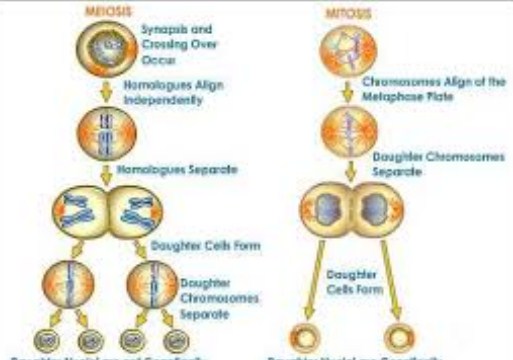 Detail Gambar Pembelahan Meiosis Dan Mitosis Nomer 26