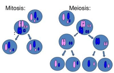 Detail Gambar Pembelahan Meiosis Dan Mitosis Nomer 33