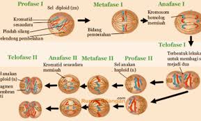 Detail Gambar Pembelahan Meiosis Dan Mitosis Nomer 37