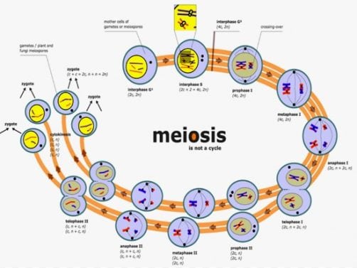 Detail Gambar Pembelahan Meiosis Dan Mitosis Nomer 46