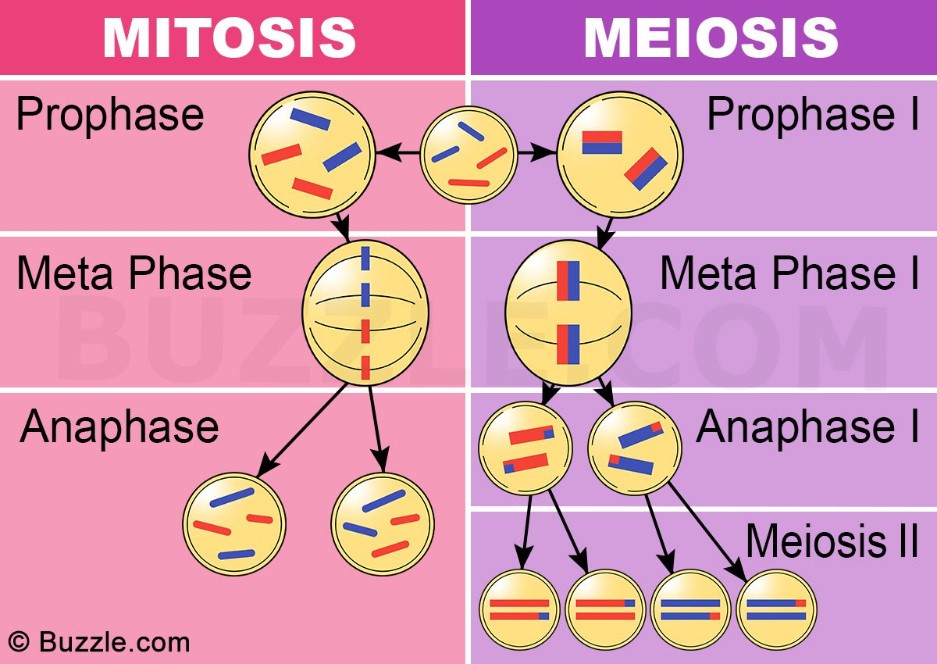 Detail Gambar Pembelahan Meiosis Dan Mitosis Nomer 52
