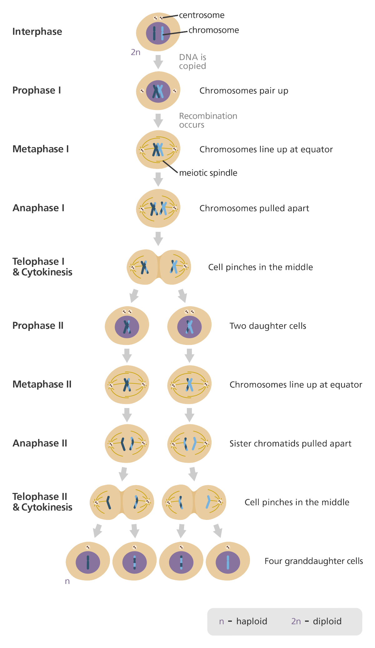 Detail Gambar Pembelahan Meiosis Dan Mitosis Nomer 9