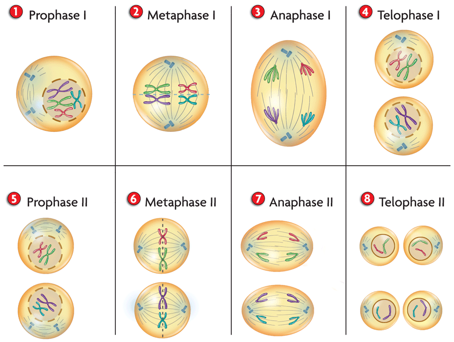 Detail Gambar Pembelahan Mitosis Dan Meiosis Nomer 12