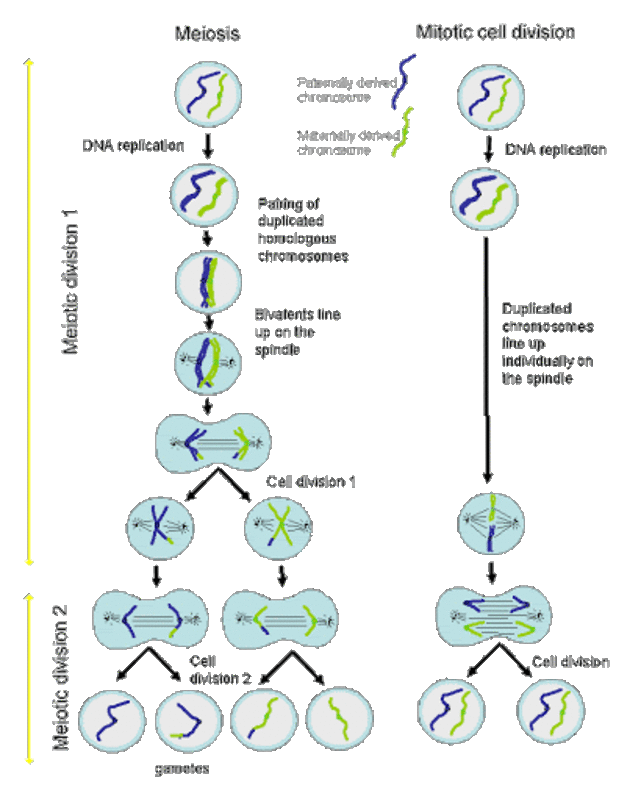 Detail Gambar Pembelahan Mitosis Dan Meiosis Nomer 13