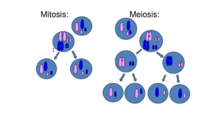 Detail Gambar Pembelahan Mitosis Dan Meiosis Nomer 16