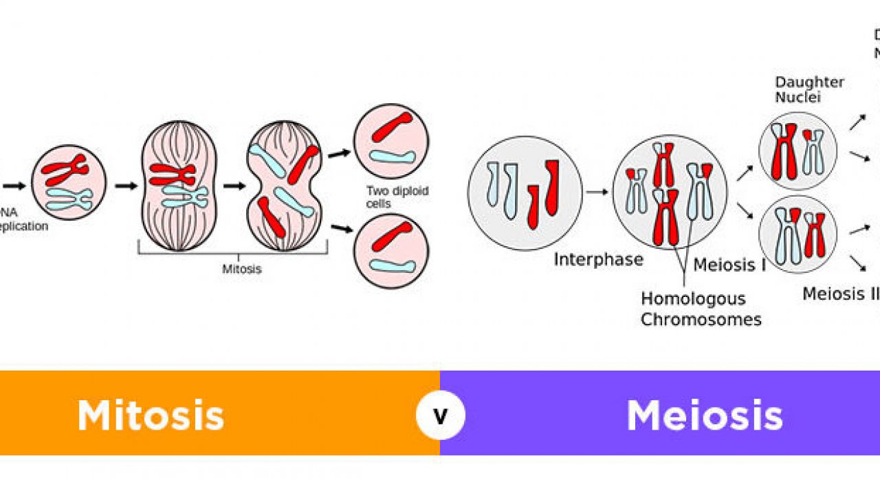 Detail Gambar Pembelahan Mitosis Dan Meiosis Nomer 19