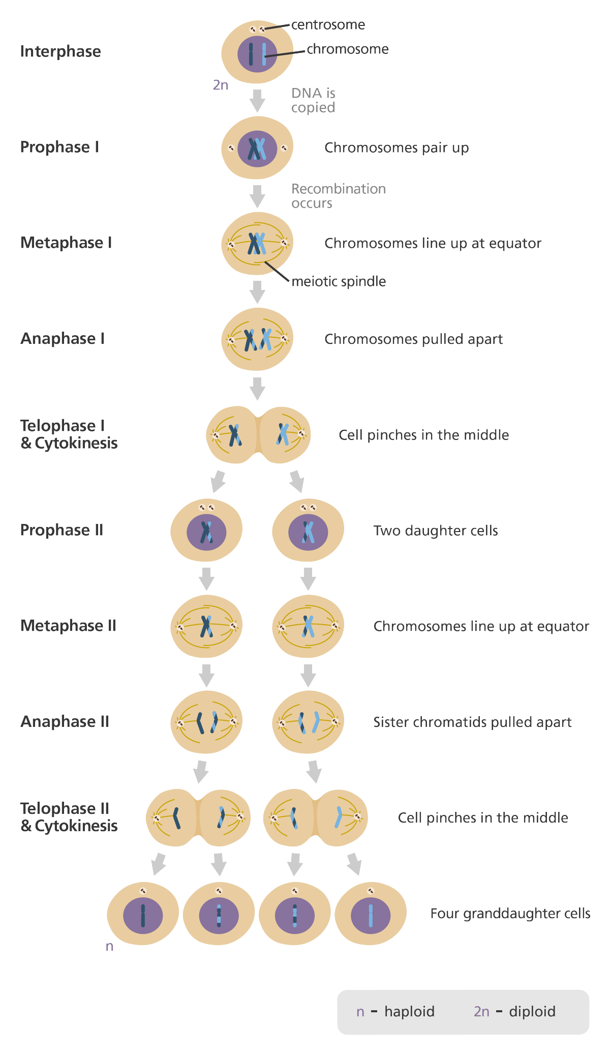 Detail Gambar Pembelahan Mitosis Dan Meiosis Nomer 20