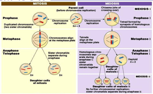 Detail Gambar Pembelahan Mitosis Dan Meiosis Nomer 21