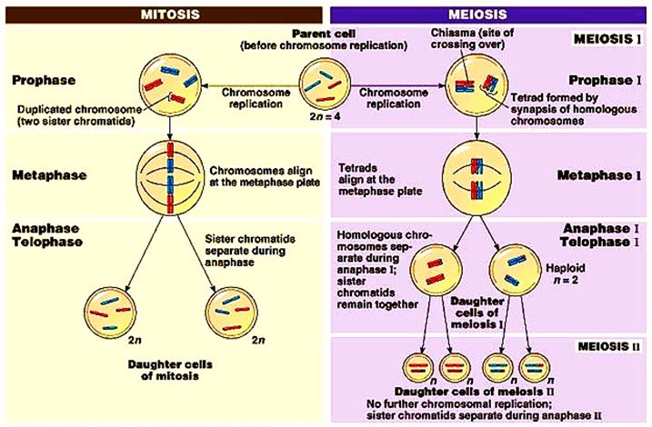 Detail Gambar Pembelahan Mitosis Dan Meiosis Nomer 23