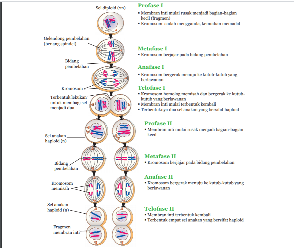 Detail Gambar Pembelahan Mitosis Dan Meiosis Koleksi Nomer 26