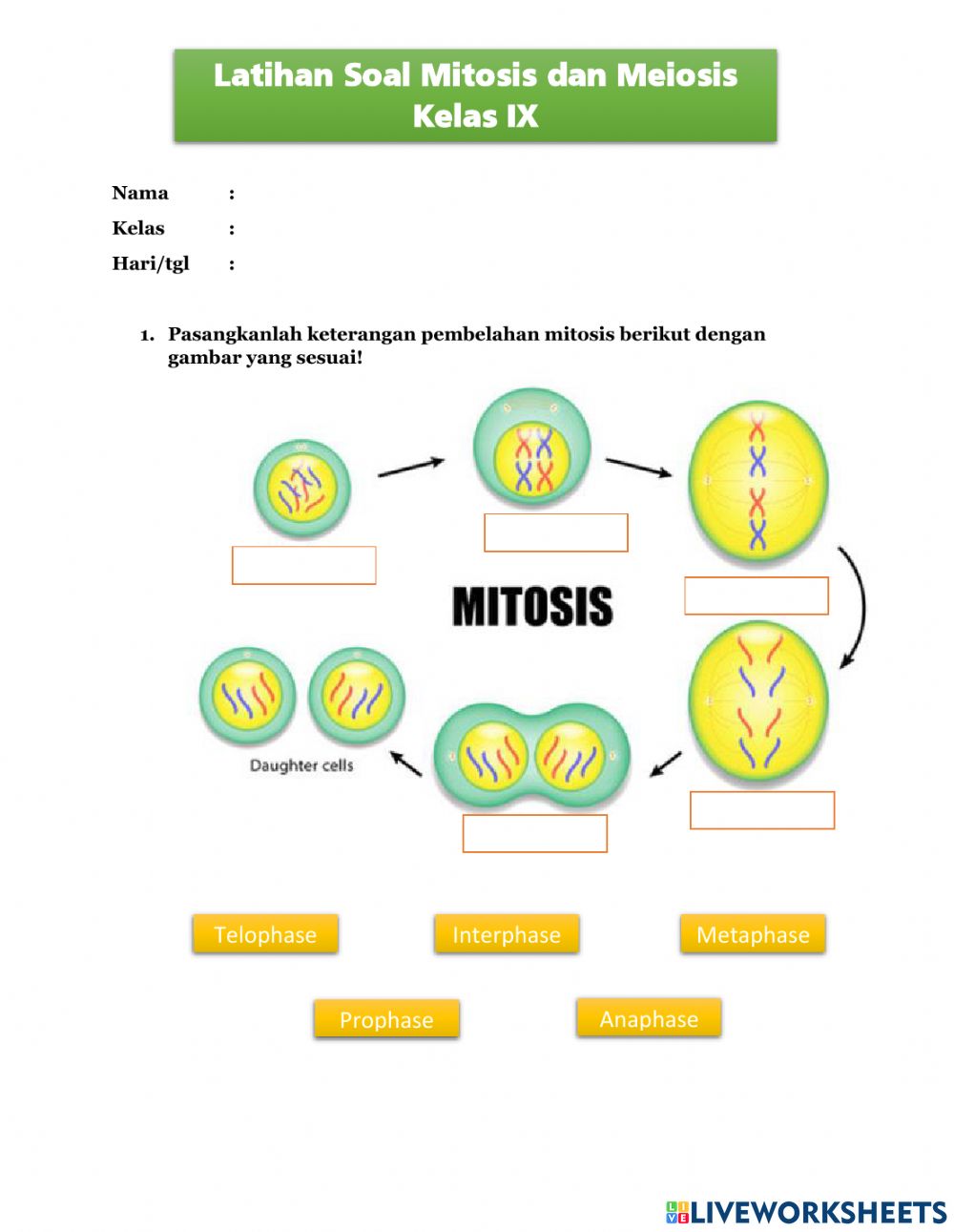 Detail Gambar Pembelahan Mitosis Dan Meiosis Nomer 30
