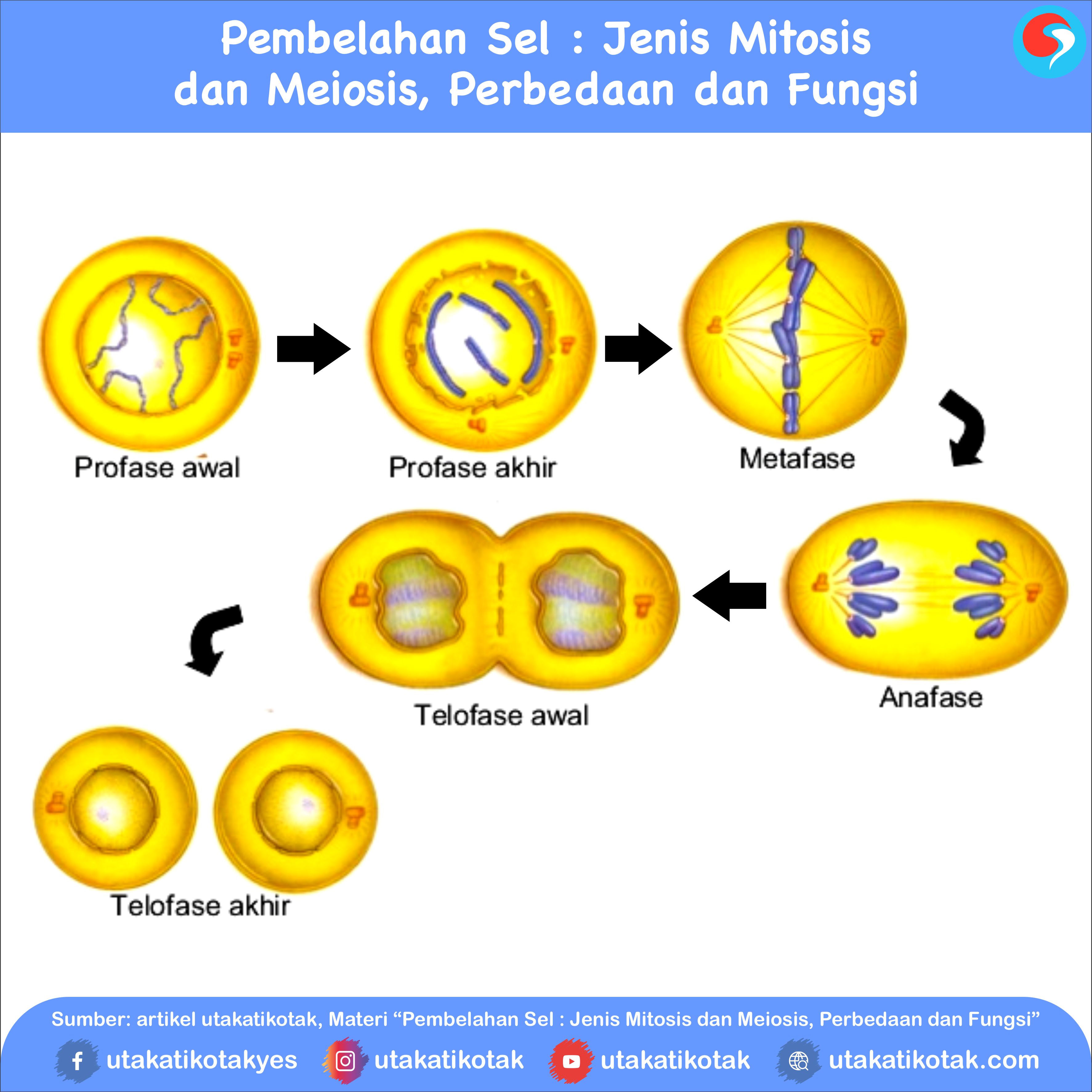 Detail Gambar Pembelahan Mitosis Dan Meiosis Nomer 32