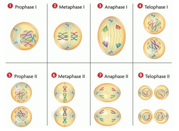 Detail Gambar Pembelahan Mitosis Dan Meiosis Nomer 34