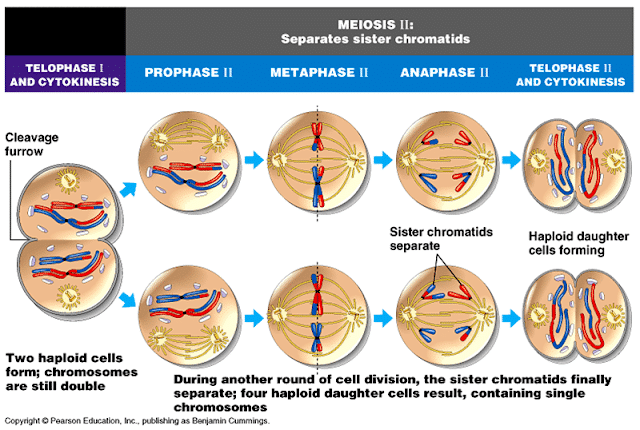 Detail Gambar Pembelahan Mitosis Dan Meiosis Nomer 36