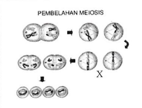 Detail Gambar Pembelahan Mitosis Dan Meiosis Nomer 39