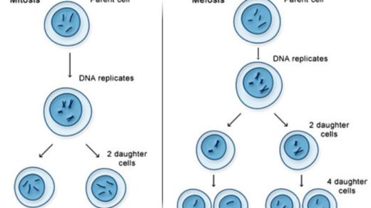 Detail Gambar Pembelahan Mitosis Dan Meiosis Nomer 40