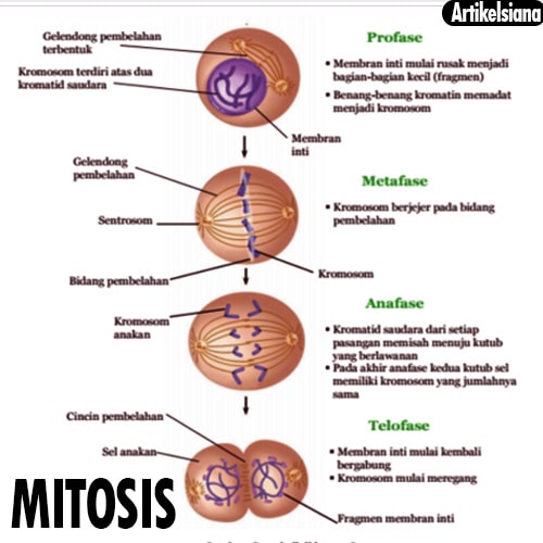 Detail Gambar Pembelahan Mitosis Dan Meiosis Nomer 41