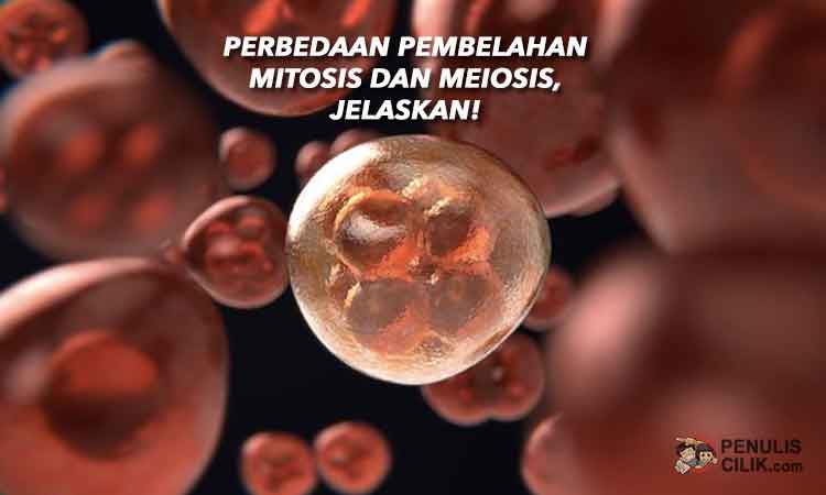 Detail Gambar Pembelahan Mitosis Dan Meiosis Nomer 44