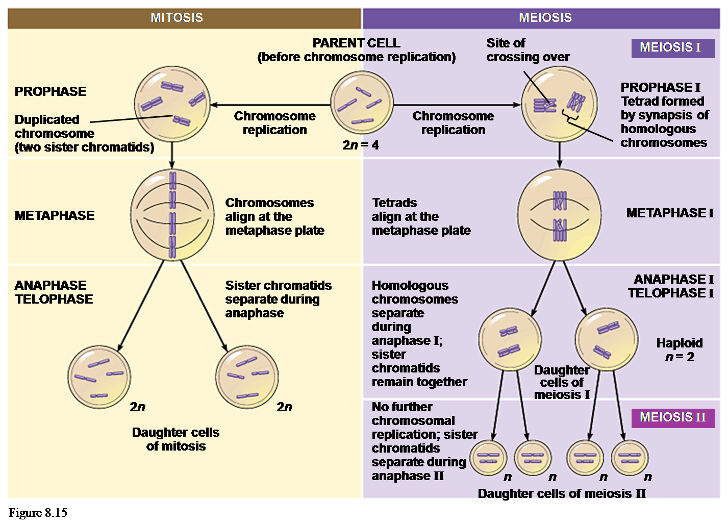 Detail Gambar Pembelahan Mitosis Dan Meiosis Nomer 46