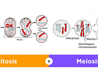 Detail Gambar Pembelahan Mitosis Dan Meiosis Nomer 53