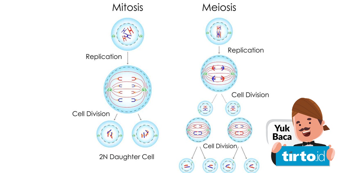 Detail Gambar Pembelahan Mitosis Dan Meiosis Nomer 6